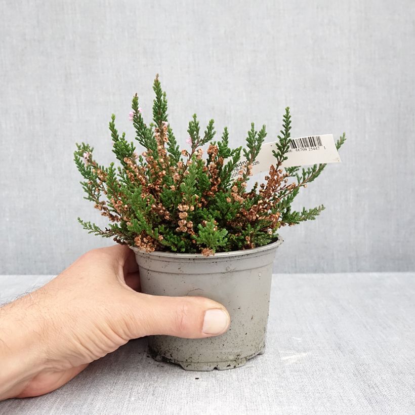 Amostra de Calluna vulgaris Radnor Vaso de 12 cm/13 cm tal como entregue no outono
