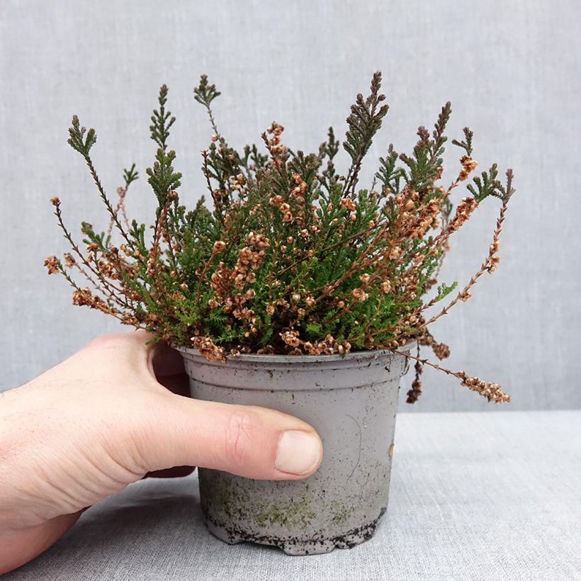 Amostra de Bruyère d'été - Calluna vulgaris Radnor Vaso de 12 cm/13 cm tal como entregue no inverno
