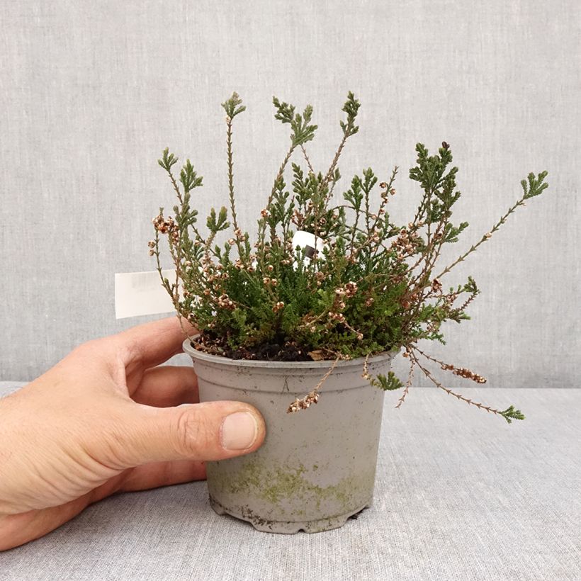 Amostra de Calluna vulgaris Radnor Vaso de 12 cm/13 cm tal como entregue na primavera