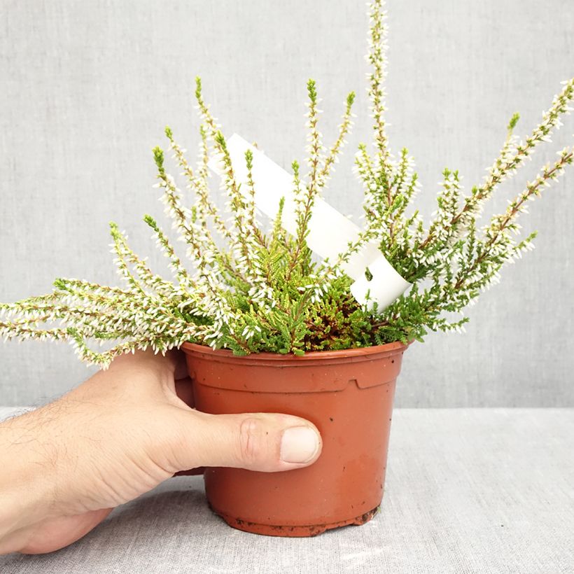 Amostra de Bruyère d'été - Calluna vulgaris Sandy  Pot de 1L/1,5L tal como entregue no outono