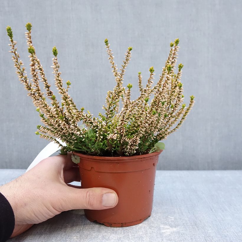 Amostra de Calluna vulgaris Sandy Vaso de 1 L/1,5 L tal como entregue no inverno