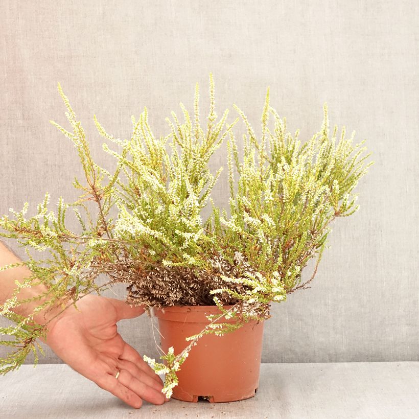 Amostra de Calluna vulgaris Sandy Vaso de 2 L/3 L tal como entregue no verão