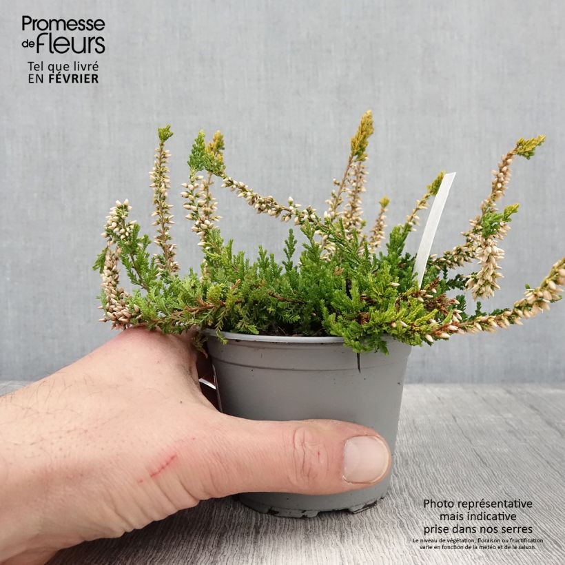 Amostra de Bruyère d'été - Calluna vulgaris Sandy  Pot de 2L/3L tal como entregue no inverno