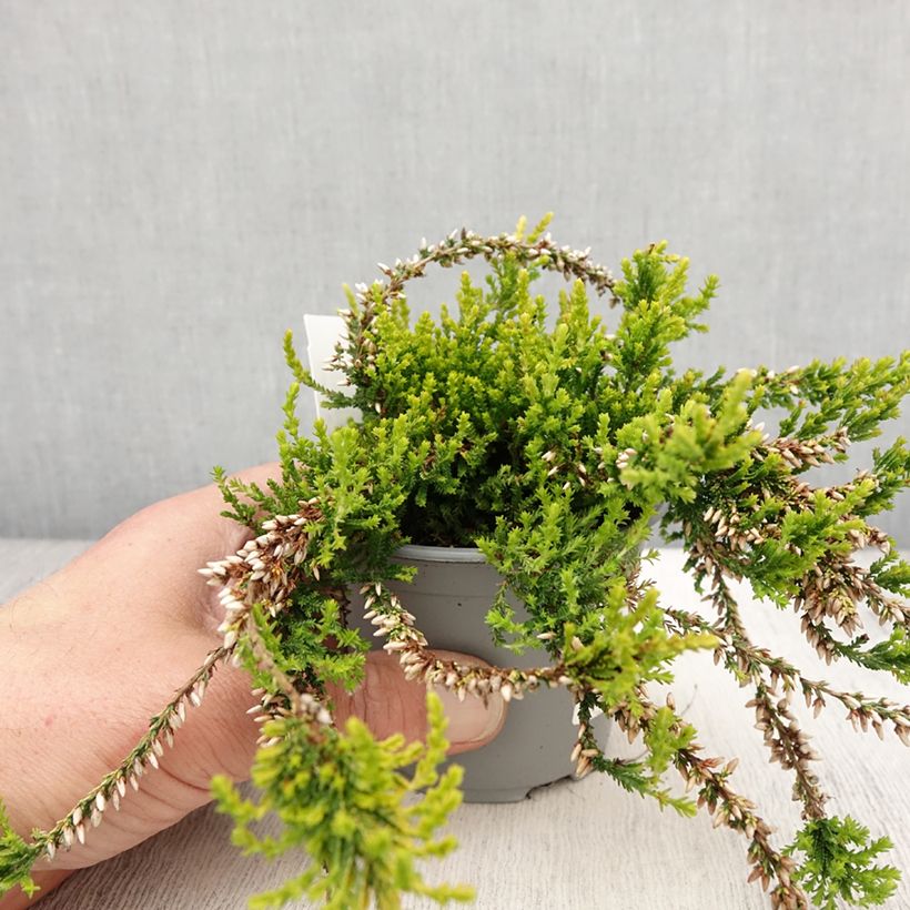 Amostra de Calluna vulgaris Sandy Vaso de 2 L/3 L tal como entregue na primavera