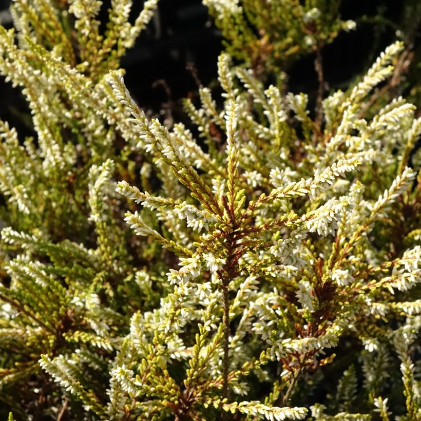Calluna vulgaris Sandy (Folhagem)
