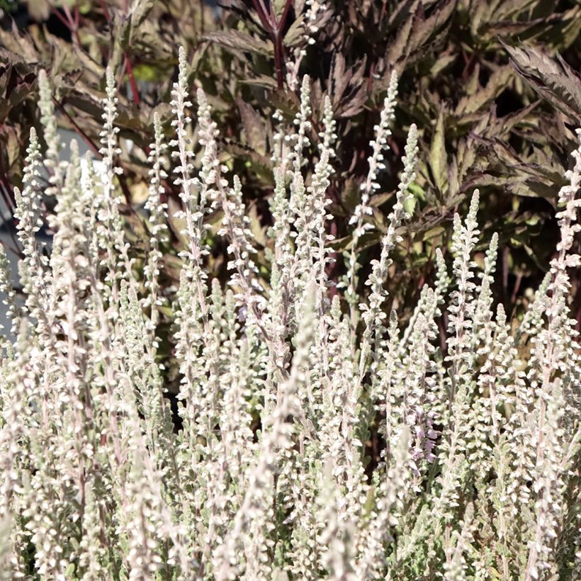 Calluna vulgaris Silver Knight (Folhagem)