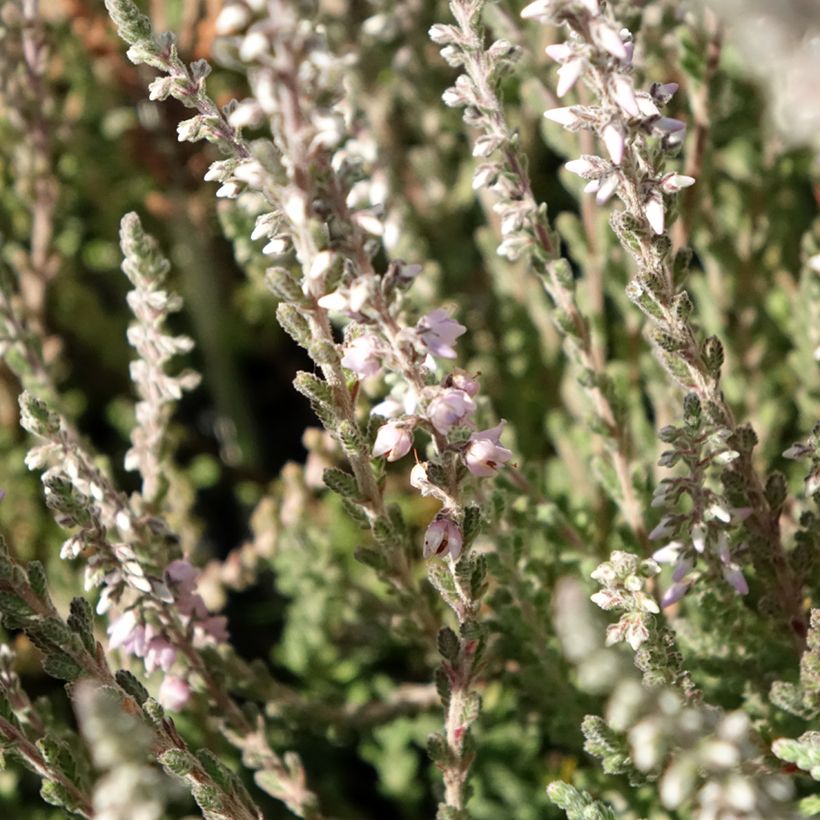 Calluna vulgaris Silver Knight (Floração)