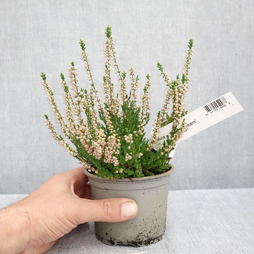 Amostra de Bruyère d'été - Calluna vulgaris Spring Cream Vaso de 12 cm/13 cm tal como entregue no outono