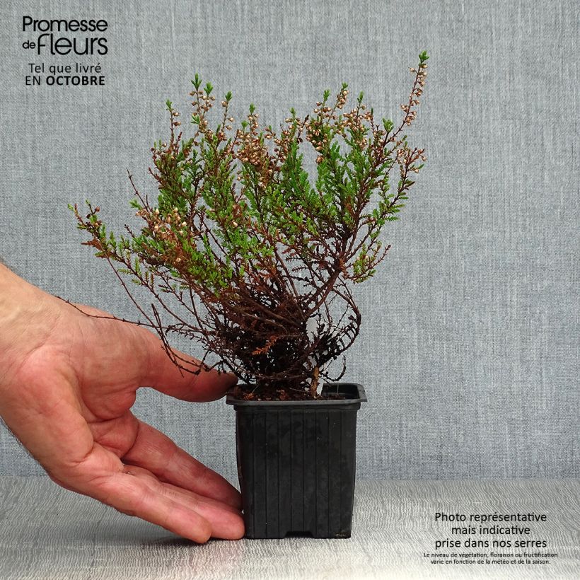 Amostra de Calluna vulgaris Spring Torch Vaso de 8/9 cm tal como entregue no outono