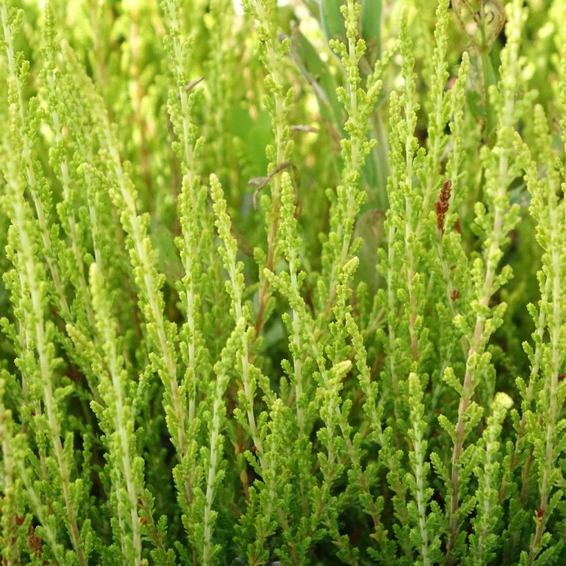 Calluna vulgaris Theresa (Folhagem)