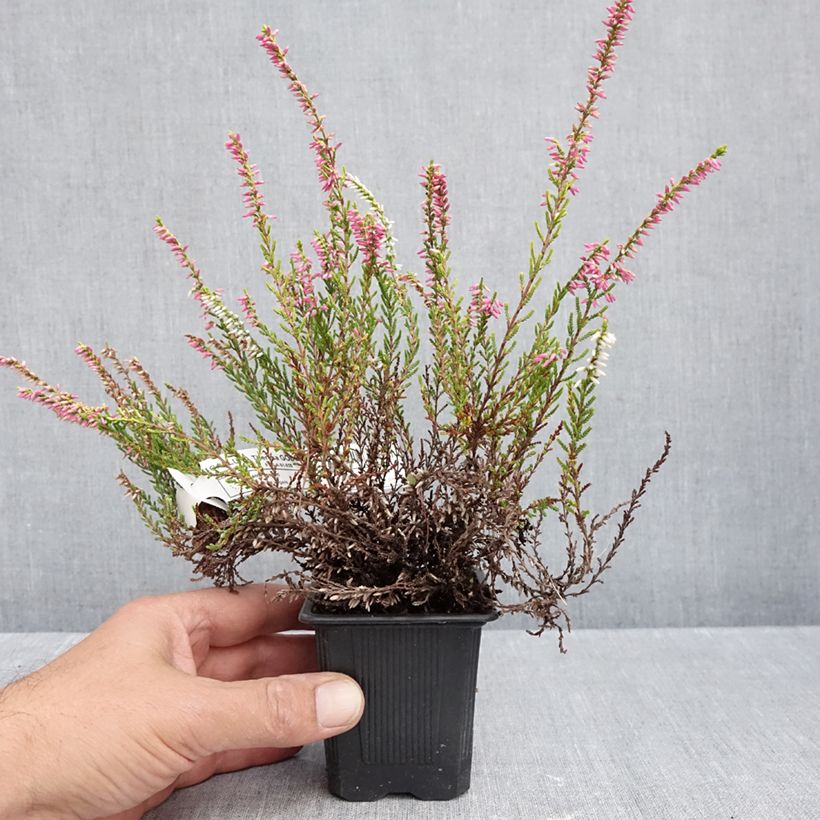Amostra de Calluna vulgaris Theresa Vaso de 8/9 cm tal como entregue no outono