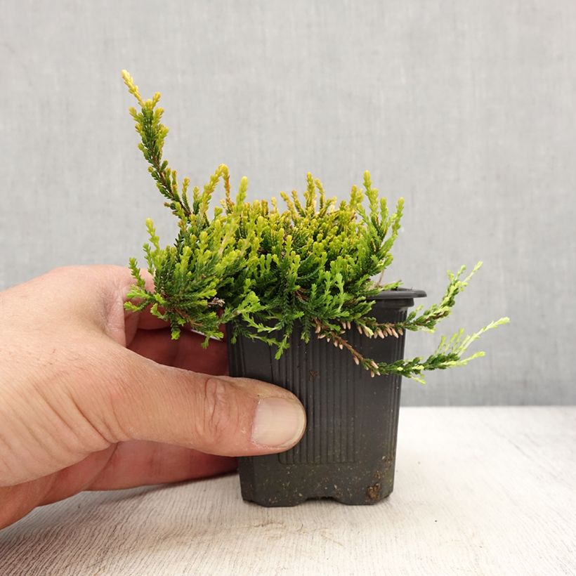 Amostra de Bruyère d'été - Calluna vulgaris Theresa Vaso de 8/9 cm tal como entregue na primavera