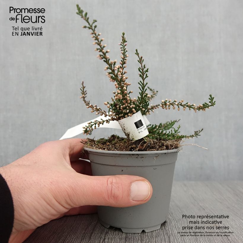 Amostra de Bruyère d'été - Calluna vulgaris Tib Pot de 12 cm / 13 cm tal como entregue no inverno