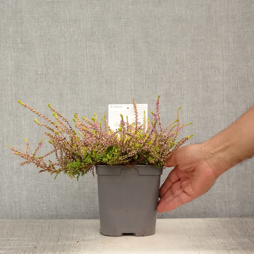 Amostra de Calluna vulgaris Wickwar Flame Vaso de 2 L/3 L tal como entregue no verão