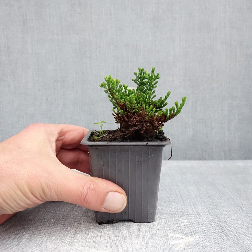 Amostra de Calluna vulgaris Winter Chocolate Vaso de 8/9 cm tal como entregue no outono