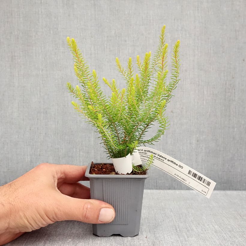 Amostra de Bruyère d’été - Erica x griffithsii Valerie Griffiths Vaso de 8/9 cm tal como entregue no outono