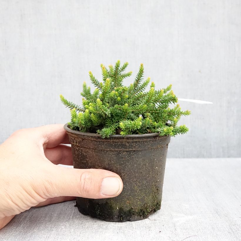 Amostra de Erica williamsii P.D. Williams Vaso de 12 cm/13 cm tal como entregue no outono