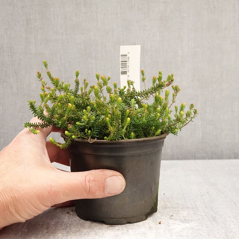Amostra de Erica williamsii P.D. Williams Vaso de 12 cm/13 cm tal como entregue na primavera