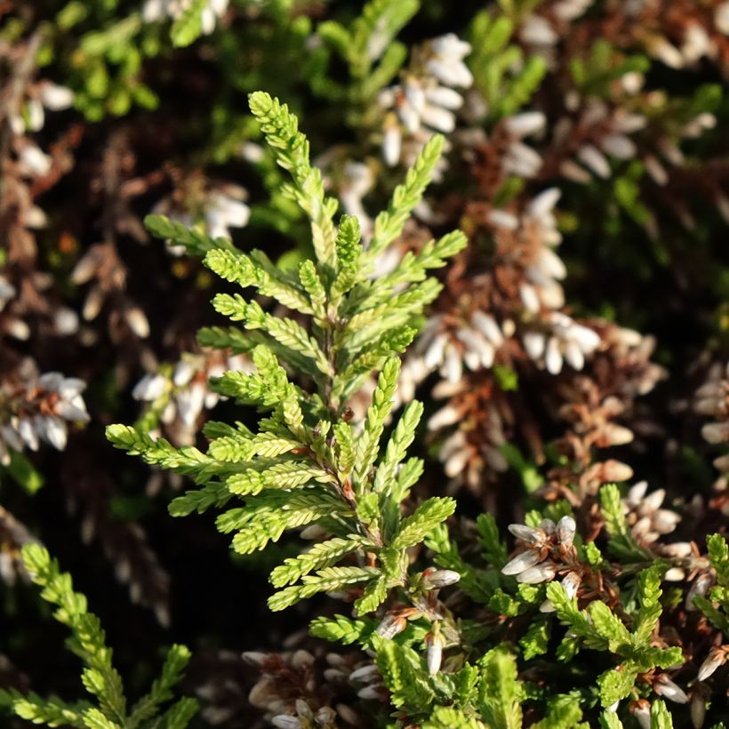 Calluna Rasta Girls Maite (Folhagem)