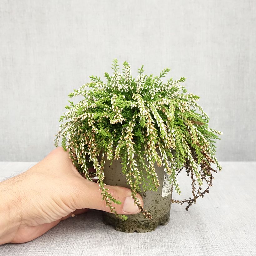 Amostra de Calluna Rasta Girls Maite Vaso de 12 cm/13 cm tal como entregue no outono