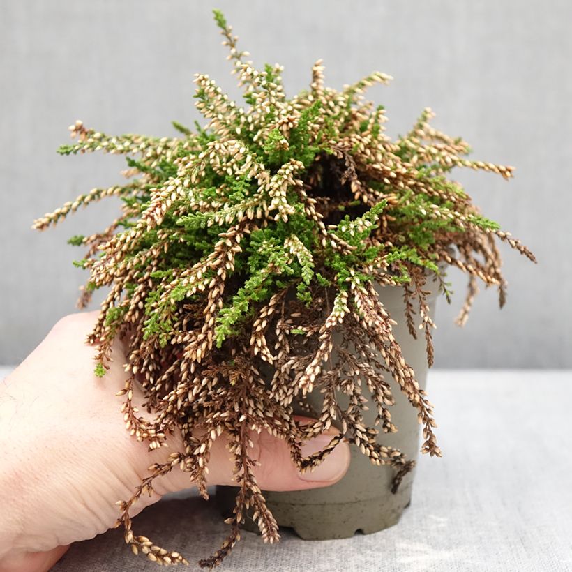 Amostra de Calluna Rasta Girls Netty Vaso de 12 cm/13 cm tal como entregue no inverno