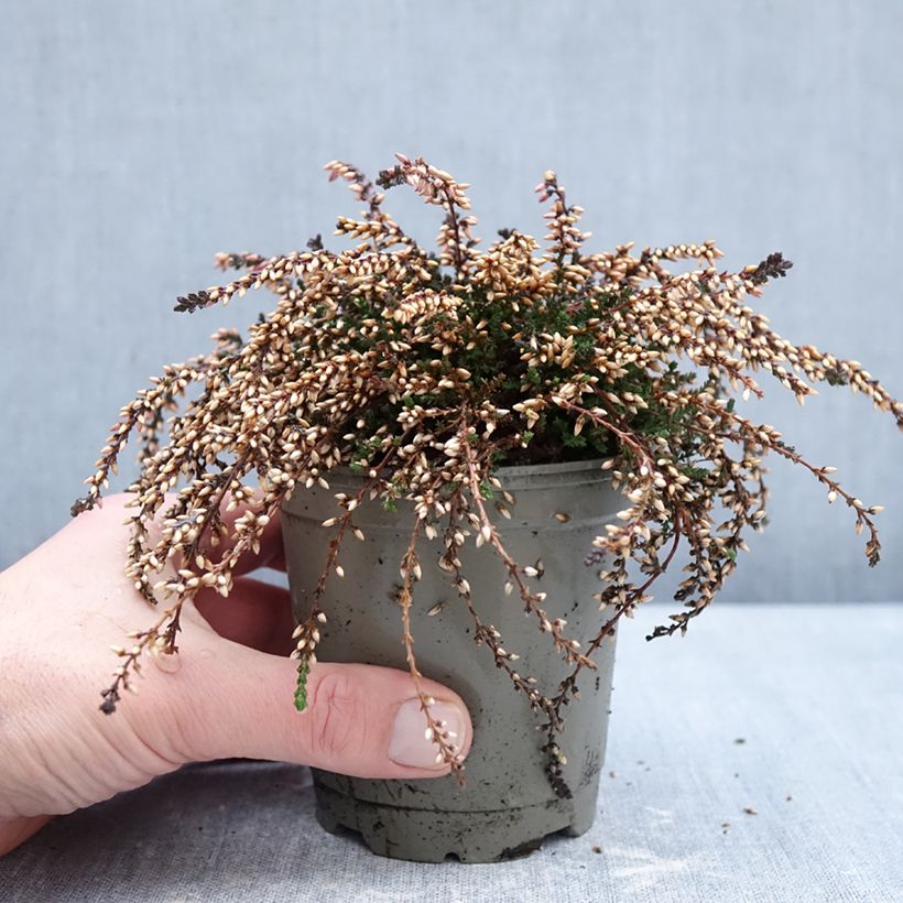 Amostra de Calluna Rasta Girls Rote Janina Vaso de 12 cm/13 cm tal como entregue no inverno