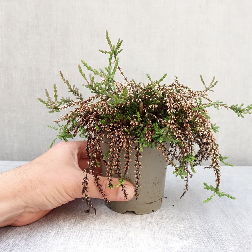 Amostra de Calluna Rasta Girls Rote Janina Vaso de 12 cm/13 cm tal como entregue na primavera