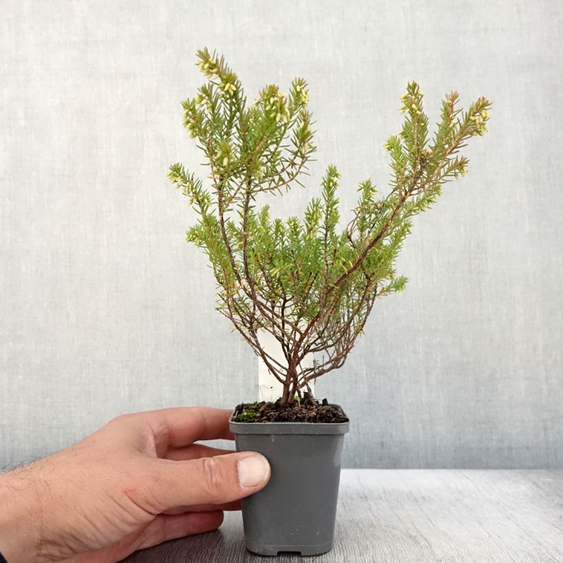 Amostra de Urze de inverno Ghost Hills - Erica darleyensis Vaso de 8/9 cm tal como entregue no outono