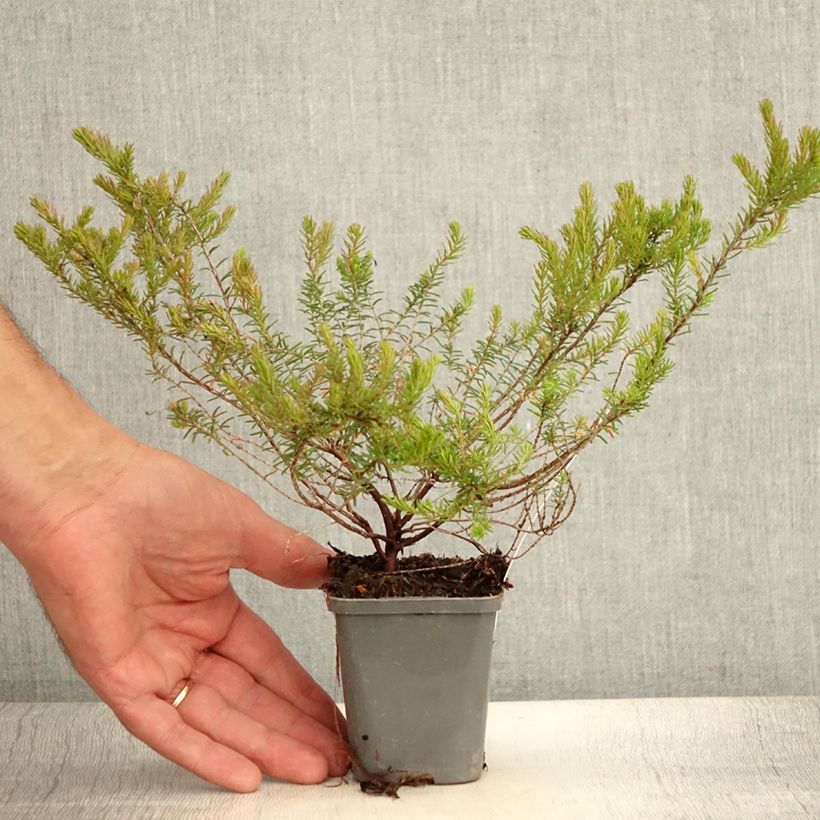 Amostra de Urze de inverno Ghost Hills - Erica darleyensis Vaso de 8/9 cm tal como entregue no verão
