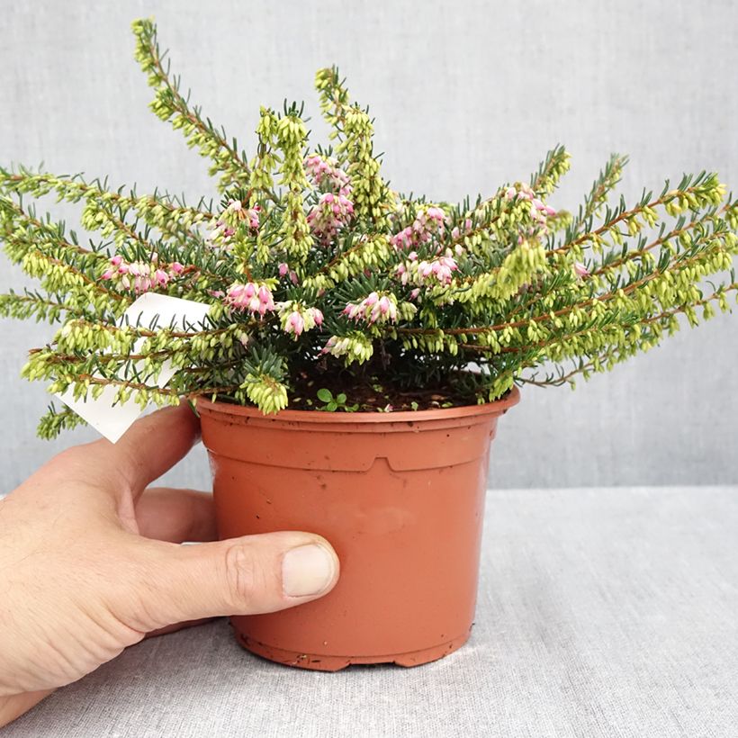 Amostra de Urze de inverno Ghost Hills - Erica darleyensis Vaso de 10 cm/11 cm tal como entregue no outono