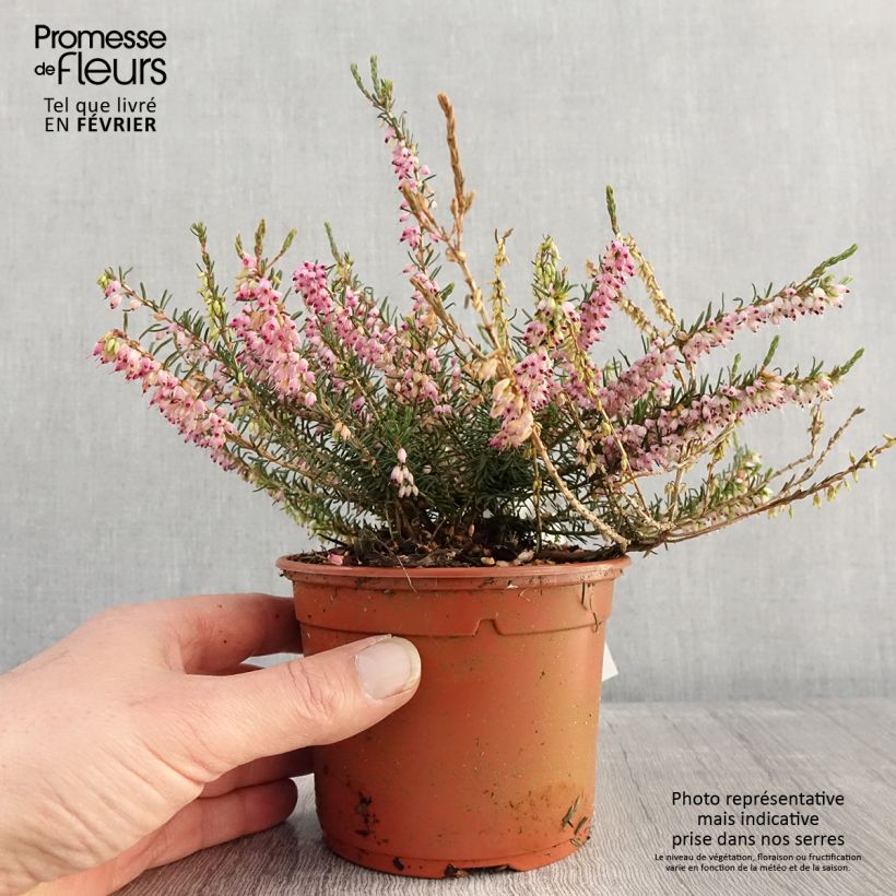 Amostra de Bruyère d'hiver - Erica darleyensis Ghost Hills Vaso de 1 L/1,5 L tal como entregue no inverno