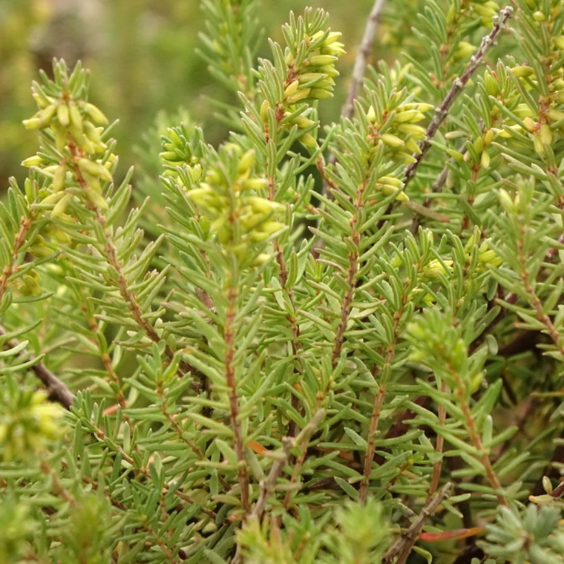 Urze de inverno Aurélie Bregeon - Erica darleyensis (Folhagem)