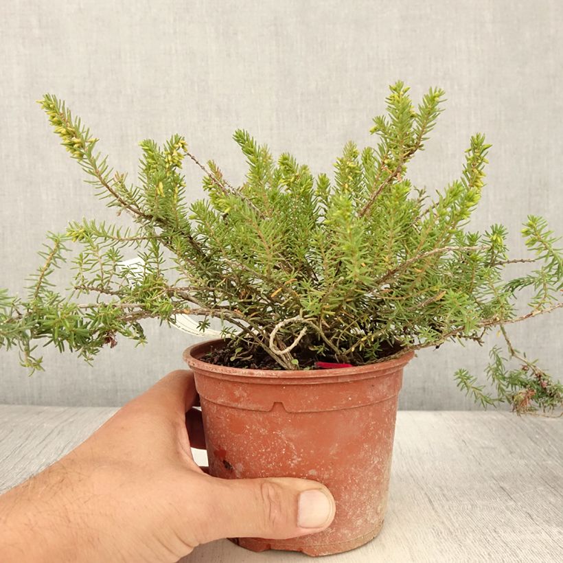 Amostra de Urze de inverno Aurélie Bregeon - Erica darleyensis Vaso de 1 L/1,5 L tal como entregue no verão