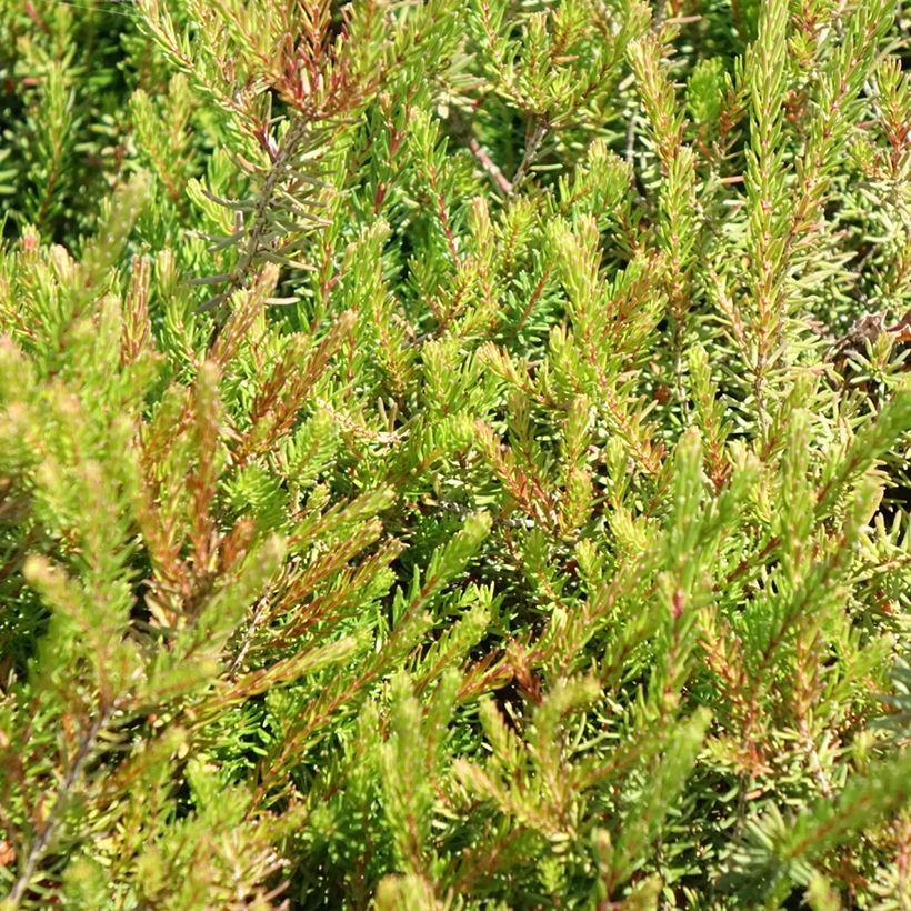 Urze de inverno J.W. Porter - Erica darleyensis (Folhagem)