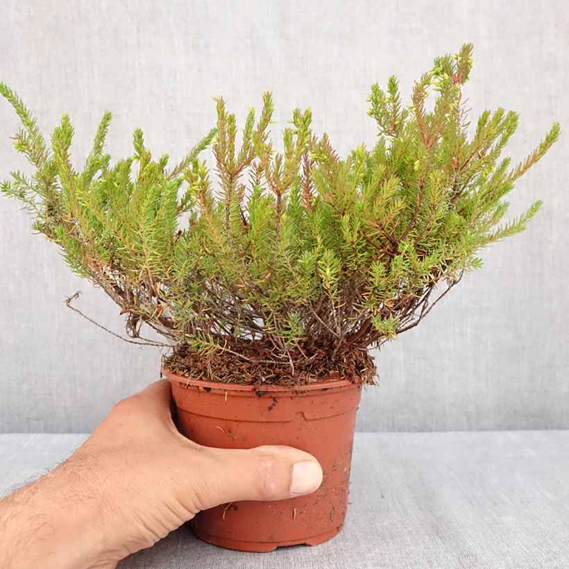 Amostra de Urze de inverno J.W. Porter - Erica darleyensis Vaso de 1 L/1,5 L tal como entregue no verão