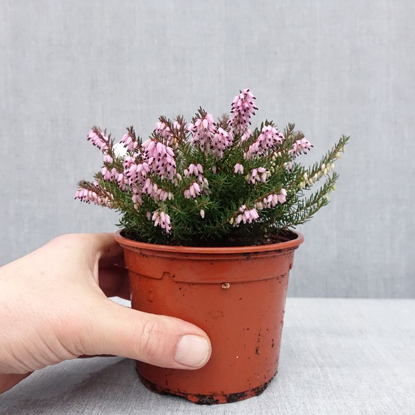 Amostra de Bruyère d'hiver - Erica x darleyensis J.W. Porter Vaso de 1 L/1,5 L tal como entregue no inverno