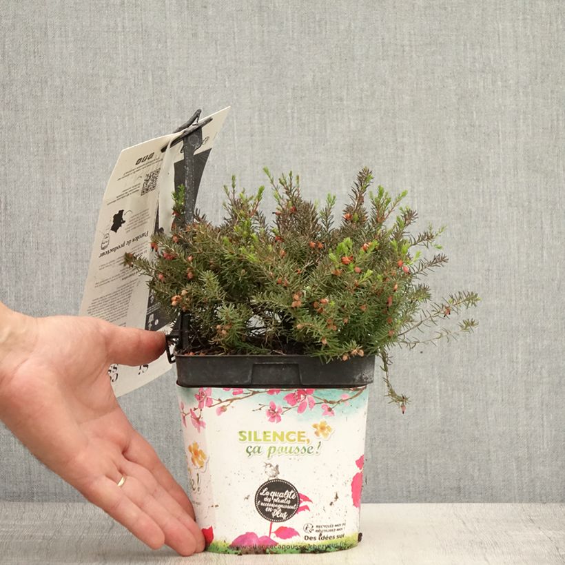 Amostra de Urze de inverno Kramer's Rote - Erica darleyensis Vaso de 2 L/3 L tal como entregue no verão