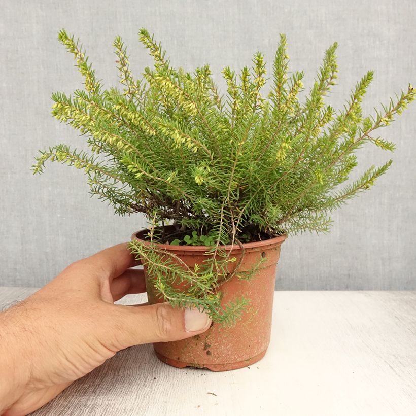 Amostra de Urze de inverno Silberschmelze - Erica darleyensis Vaso de 8/9 cm tal como entregue no verão