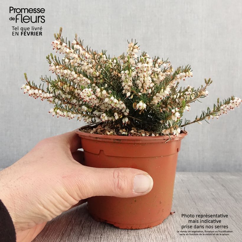 Amostra de Bruyère d'hiver - Erica x darleyensis Silberschmelze Vaso de 2 L/3 L tal como entregue no inverno