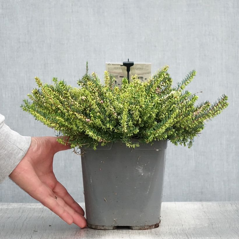 Amostra de Urze de inverno Trio - Erica darleyensis Vaso de 3 L/4 L tal como entregue no verão