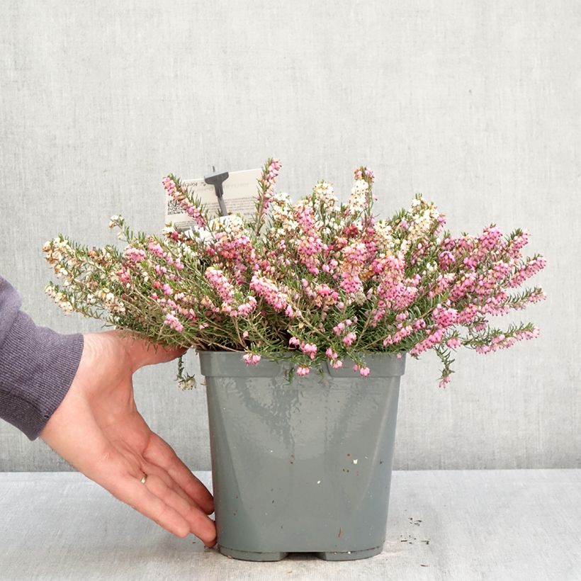 Amostra de Urze de inverno Trio - Erica darleyensis Vaso de 3 L/4 L tal como entregue na primavera