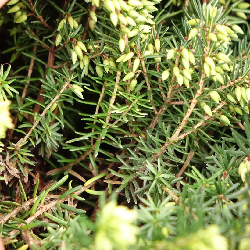 Urze de inverno Trio - Erica darleyensis (Folhagem)