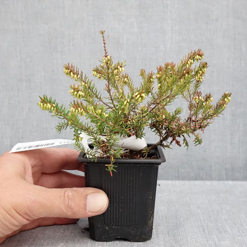 Amostra de Urze de inverno Winter Belles® Tylou - Erica darleyensis Vaso de 8/9 cm tal como entregue no outono