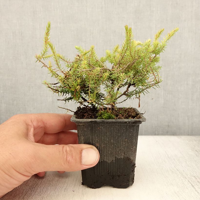 Amostra de Urze de inverno Winter Belles® Tylou - Erica darleyensis Vaso de 8/9 cm tal como entregue no verão