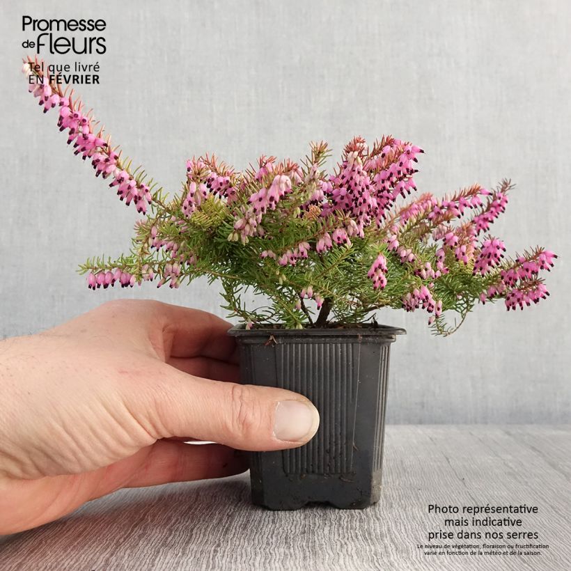 Amostra de Urze de inverno Winter Belles® Tylou - Erica darleyensis Vaso de 8/9 cm tal como entregue no inverno