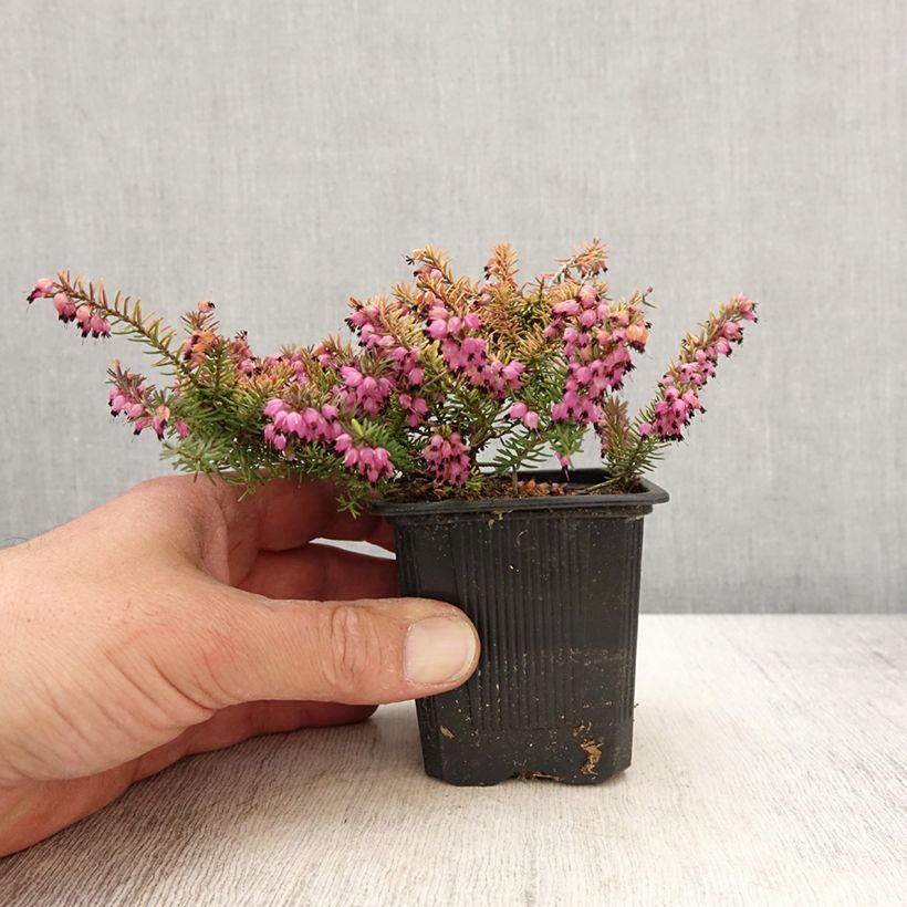 Amostra de Urze de inverno Winter Belles® Tylou - Erica darleyensis Vaso de 8/9 cm tal como entregue na primavera