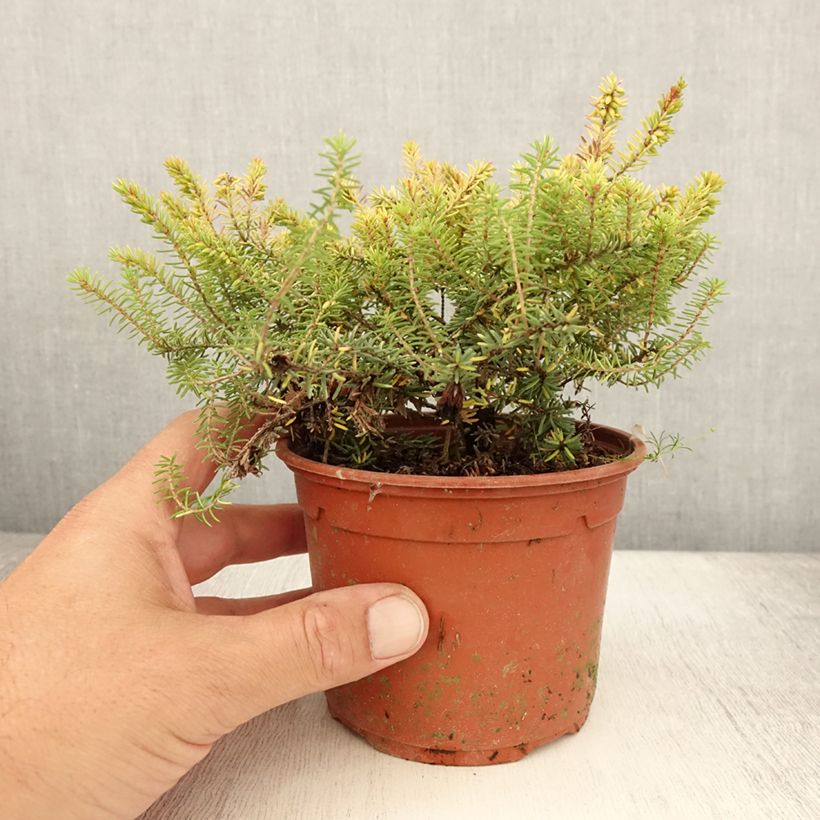 Amostra de Urze de inverno Winter Belles® Tylou - Erica darleyensis Vaso de 1 L/1,5 L tal como entregue no verão