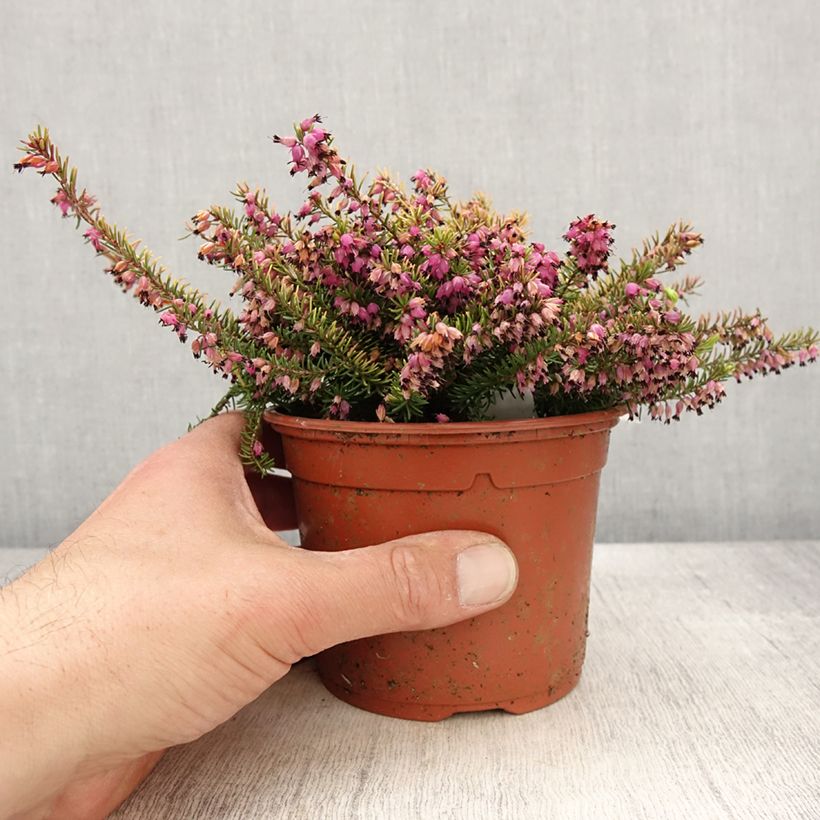 Amostra de Urze de inverno Winter Belles® Tylou - Erica darleyensis Vaso de 1 L/1,5 L tal como entregue na primavera