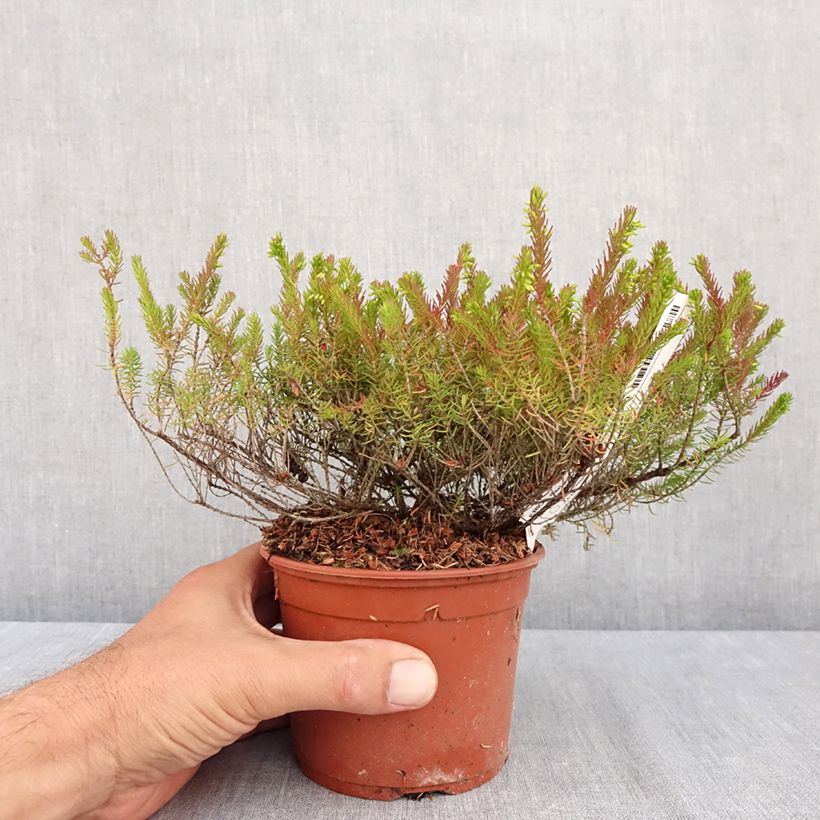 Amostra de Urze de inverno Furzey - Erica darleyensis Vaso de 1 L/1,5 L tal como entregue no verão