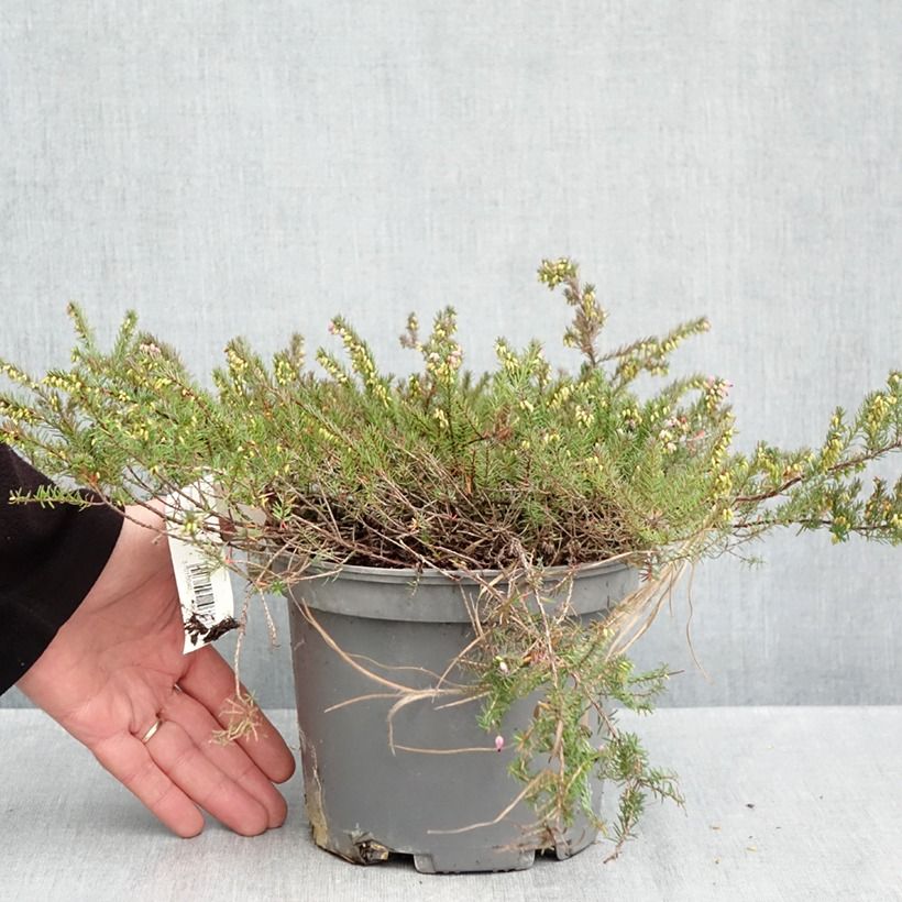Amostra de Urze de inverno Furzey - Erica darleyensis Vaso de 2 L/3 L tal como entregue no outono